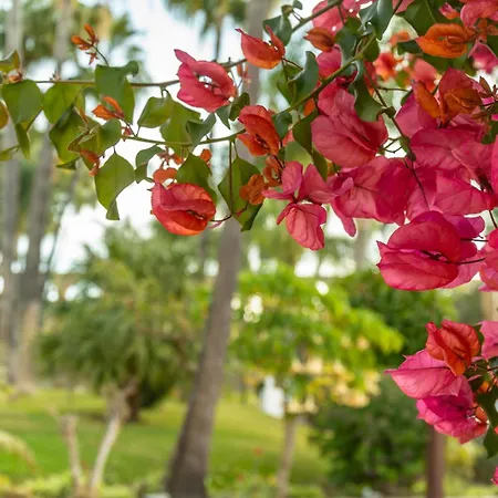 Tetuan 31 Oasis Lejlighed *